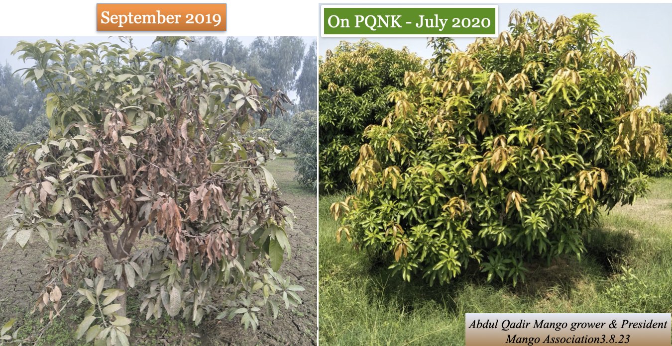 Two photos of the same mango tree. Left, September 2019: a declining tree with sparse, brown, dying leaves on bare, cracked soil. Right, July 2020, on PQNK: the same tree in full, dense, healthy leaf, with new reddish growth, standing in green ground cover.