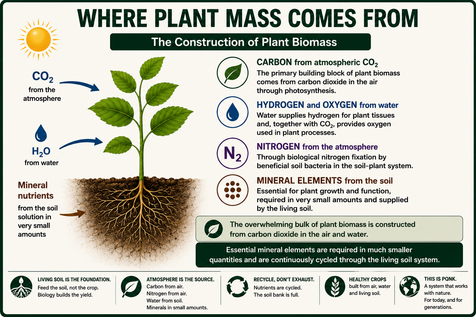Infographic: Where Plant Mass Comes From, the construction of plant biomass. A young plant takes carbon dioxide from the atmosphere and water, and mineral nutrients from the soil solution in very small amounts. Carbon from atmospheric carbon dioxide: the primary building block of plant biomass comes from carbon dioxide in the air through photosynthesis. Hydrogen and oxygen from water: water supplies hydrogen for plant tissues and, together with carbon dioxide, provides oxygen used in plant processes. Nitrogen from the atmosphere, through biological nitrogen fixation by beneficial soil bacteria in the soil-plant system. Mineral elements from the soil: essential for plant growth and function, required in very small amounts and supplied by the living soil. The overwhelming bulk of plant biomass is constructed from carbon dioxide in the air and water; essential mineral elements are required in much smaller quantities and are continuously cycled through the living soil system. Living soil is the foundation: feed the soil, not the crop; biology builds the yield. The atmosphere is the source: carbon from air, nitrogen from air, water from soil, minerals in small amounts. Recycle, don't exhaust: nutrients are cycled and the soil bank is full. Healthy crops are built from air, water and living soil. This is PQNK, a system that works with nature, for today and for generations.