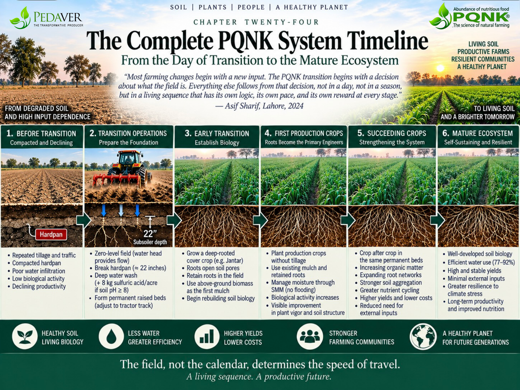 Infographic: Chapter Twenty-Four, The Complete PQNK System Timeline, from the day of transition to the mature ecosystem. A quotation from Asif Sharif, Lahore, 2024: most farming changes begin with a new input; the PQNK transition begins with a decision about what the field is, and everything else follows in a living sequence with its own logic, its own pace and its own reward at every stage. From degraded soil and high input dependence to living soil and a brighter tomorrow, in six phases. One, before transition, compacted and declining: repeated tillage and traffic, a compacted hardpan, poor water infiltration, low biological activity and declining productivity. Two, transition operations, preparing the foundation: a zero-level field where the water head provides flow; break the hardpan at about 22 inches; a deep water wash, with 8 kg of sulphuric acid per acre if soil pH is 8 or above; and permanent raised beds adjusted to the tractor track. Three, early transition, establishing biology: grow a deep-rooted cover crop such as Jantar, whose roots open soil pores; retain the roots, use the above-ground biomass as the first mulch, and begin rebuilding soil biology. Four, first production crops, where roots become the primary engineers: plant without tillage, use the existing mulch and retained roots, manage moisture through SMM with no flooding; biological activity increases, with visible improvement in plant vigour and soil structure. Five, succeeding crops, strengthening the system: crop after crop on the same permanent beds, increasing organic matter, expanding root networks, stronger aggregation, greater nutrient cycling, higher yields and lower costs, and a reduced need for external inputs. Six, the mature ecosystem, self-sustaining and resilient: well-developed soil biology, efficient water use of 77 to 92 percent savings, high and stable yields, minimal external inputs, greater resilience to climate stress, and long-term productivity with improved nutrition. The field, not the calendar, determines the speed of travel.