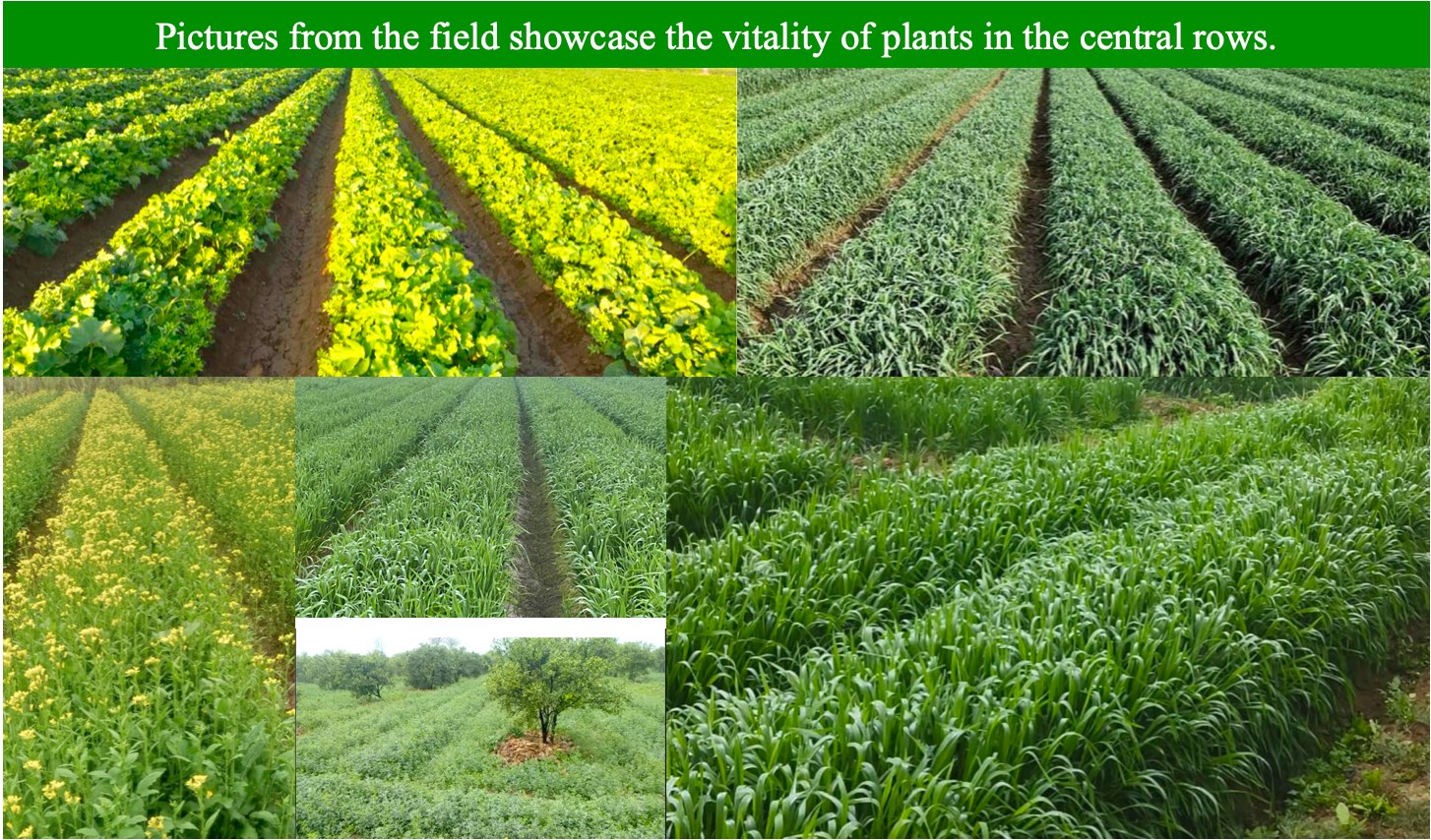 Photo of a raised-bed field with captions noting that pictures from the field showcase the vitality of plants in the central rows.