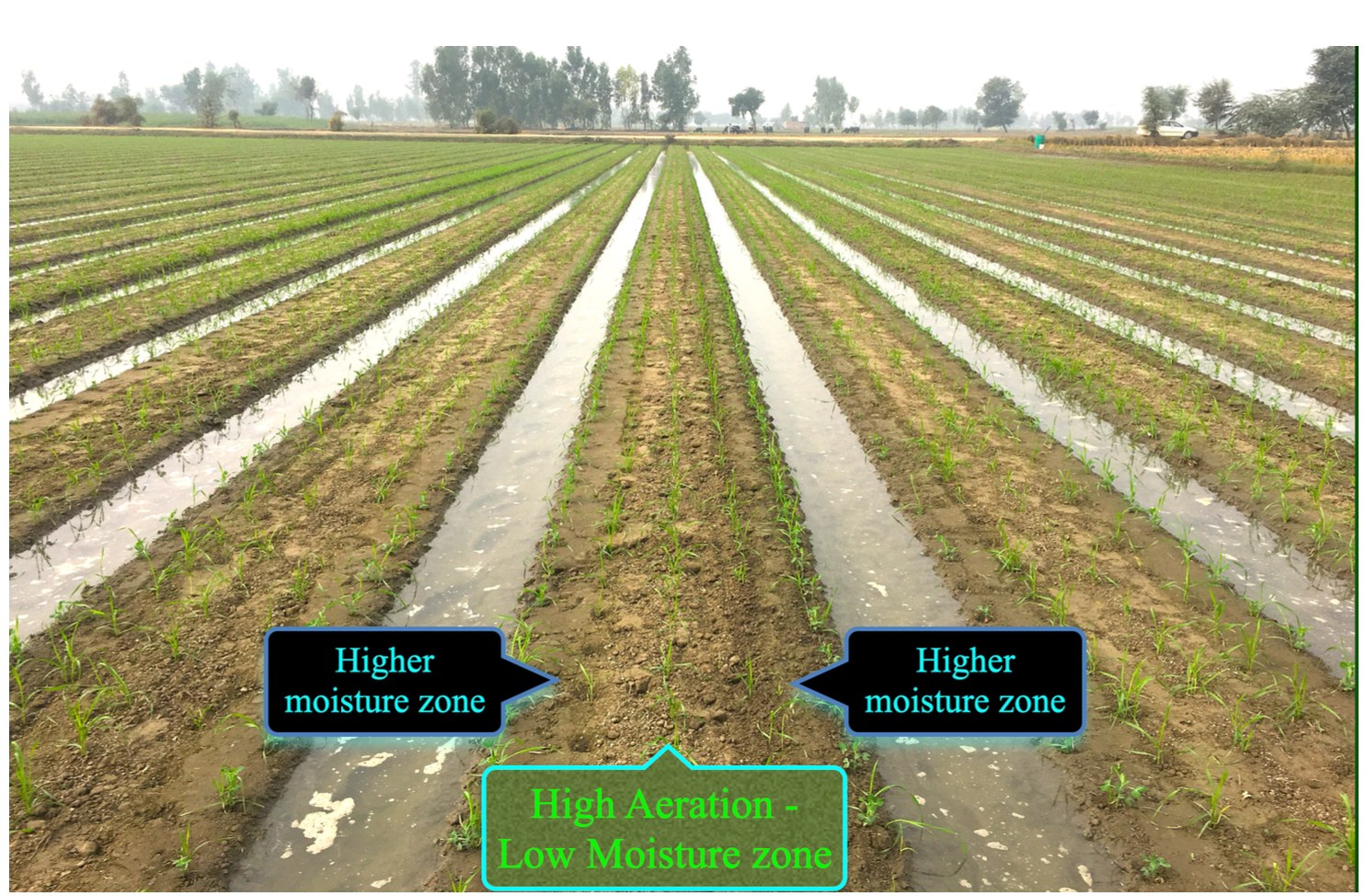 Photo of raised beds with water in the furrows, labelled higher moisture zone near each furrow and a high-nutrient, well-aerated zone in the centre of the bed.
