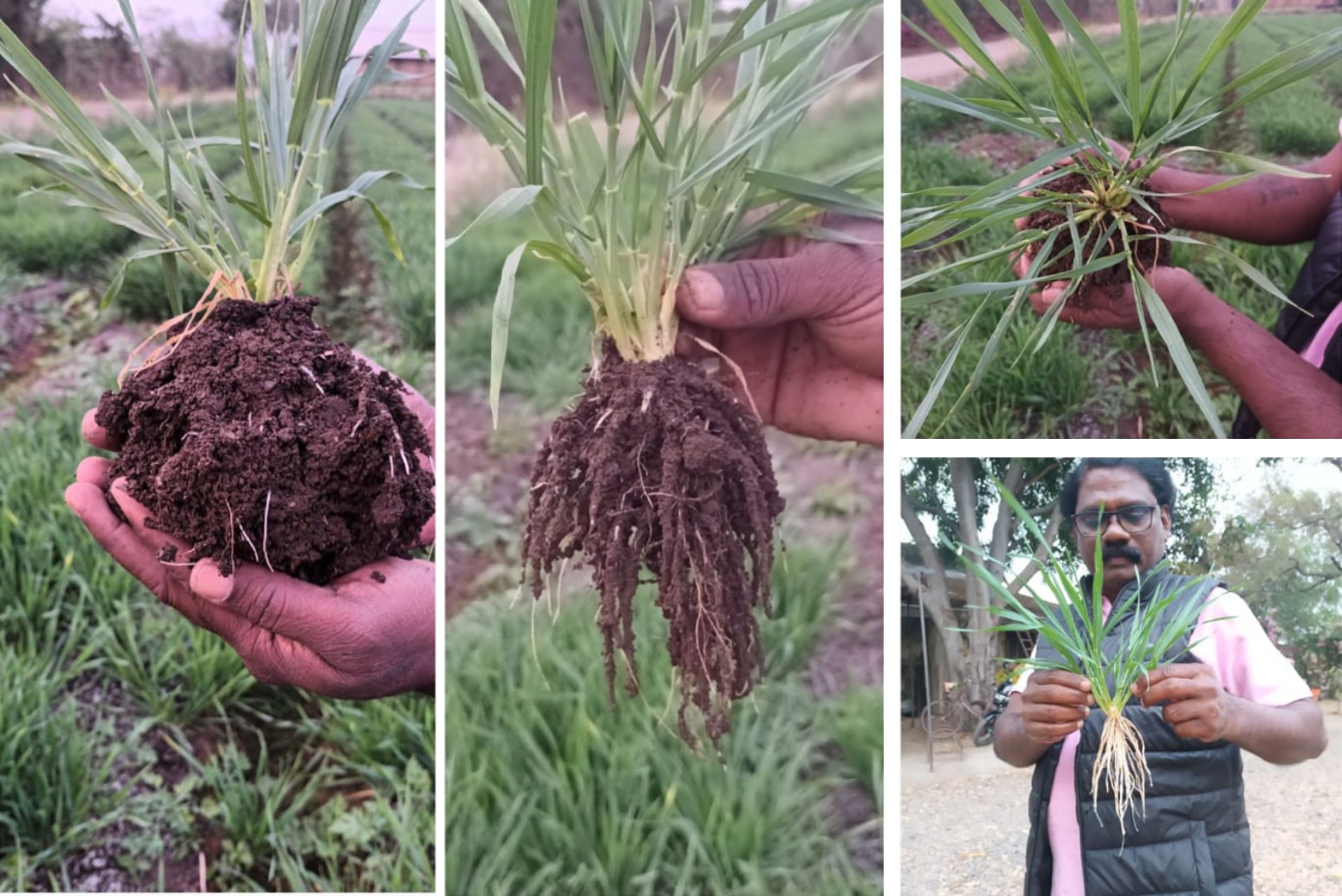 Four photographs of PQNK wheat plants lifted from the field with their roots. In each, a dense, fibrous, much-branched root system holds a large clump of dark, crumbly soil that clings to the roots, the sign of living soil biology.