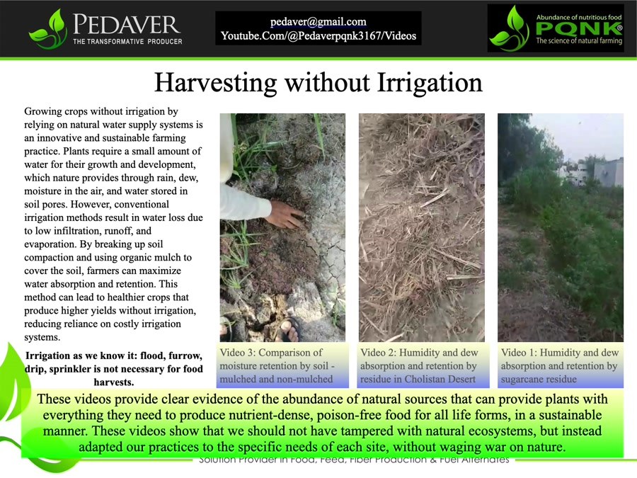 Pedaver slide titled Harvesting without Irrigation. It explains that plants need only a small amount of water, which nature provides through rain, dew, moisture in the air and water stored in soil pores, and that breaking soil compaction and covering the soil with organic mulch lets farmers capture and hold that water, so flood, furrow, drip and sprinkler irrigation are not necessary for food harvests. Three video stills show humidity and dew absorbed and retained by sugarcane residue, by residue in the Cholistan Desert, and the moisture held by mulched against unmulched soil.