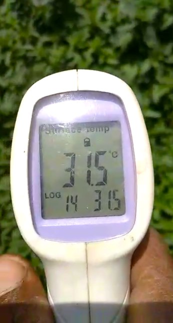 Photo: the infrared thermometer held over a live green mulch reads 31.5 °C.