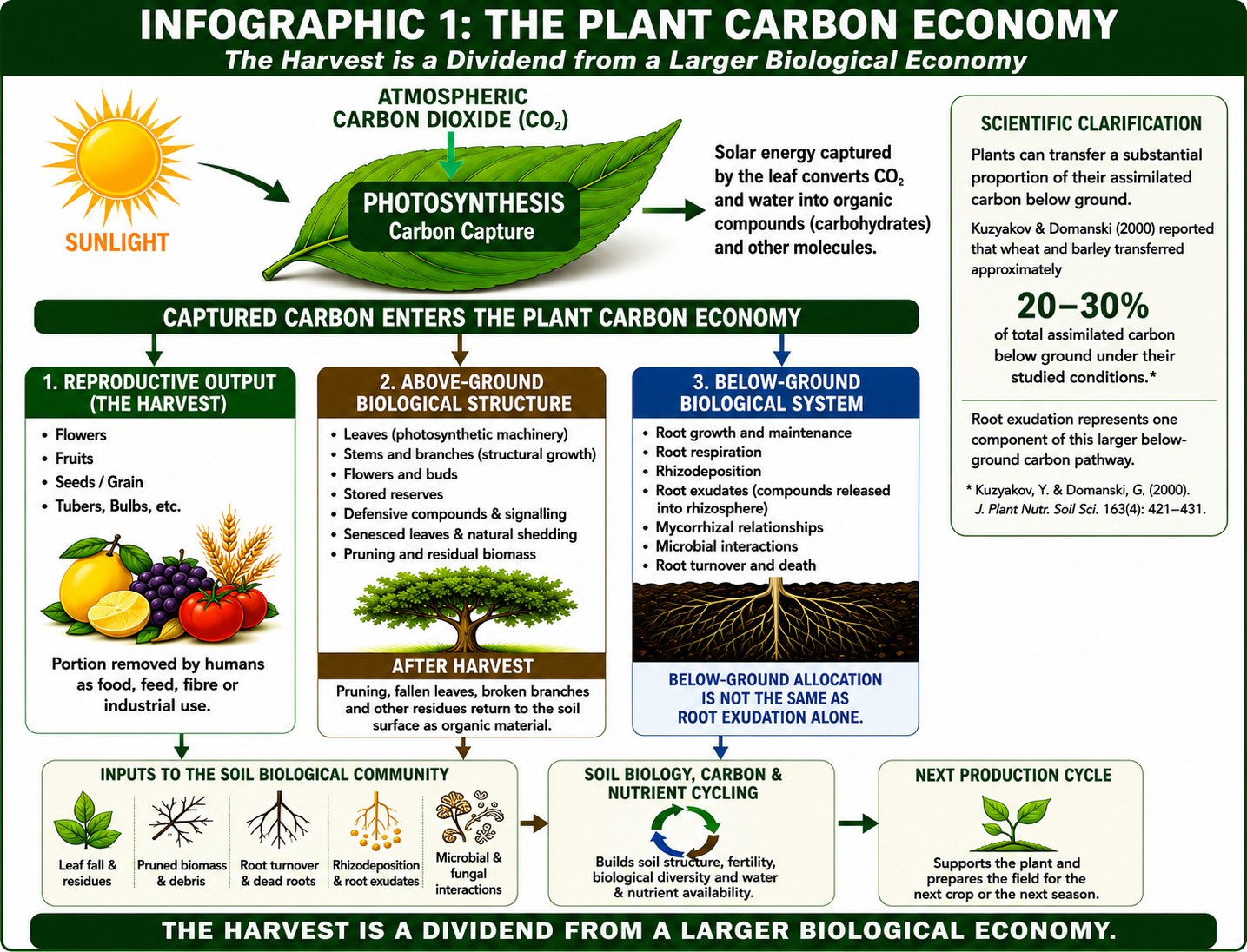 Infographic 1, The Plant Carbon Economy: the harvest is a dividend from a larger biological economy. Sunlight and atmospheric carbon dioxide enter the leaf through photosynthesis, and the captured carbon is shared three ways: reproductive output, the flowers, fruits, seeds, grain and tubers that humans harvest for food, feed and fibre; the above-ground structure of leaves, stems, buds, stored reserves and defensive compounds, part of which returns to the soil as fallen leaves and prunings; and the below-ground system of roots, root respiration, exudates, mycorrhizal partnerships and microbial life. Plants can transfer a substantial share of their carbon below ground, about 20 to 30 percent in wheat and barley in one study, and below-ground allocation is not the same as root exudation alone. Residues feed the soil life, which supports the next crop.