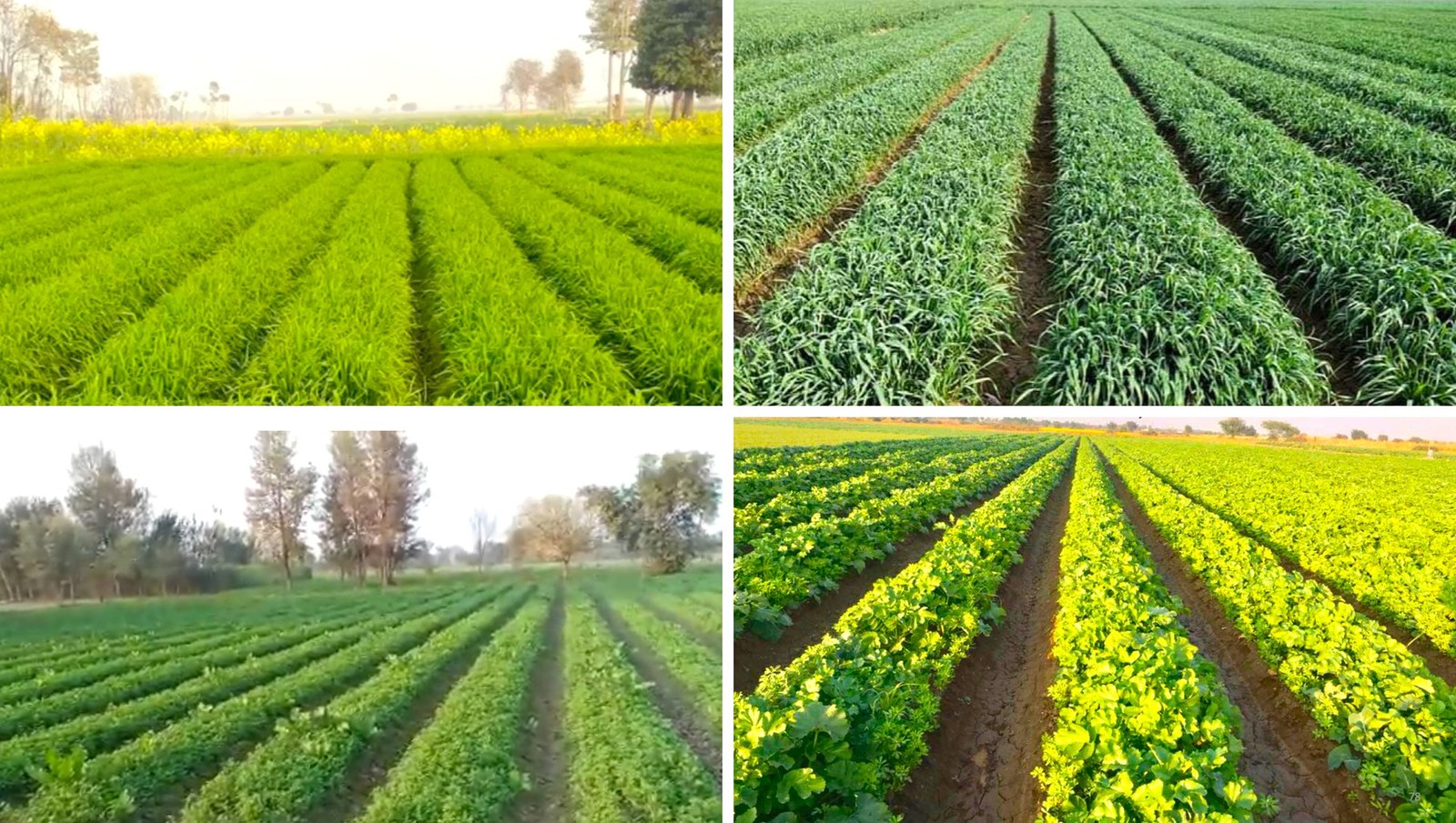 Four field photos of PQNK crops growing on permanent raised beds, the furrows between them carrying water past mulched, green beds.