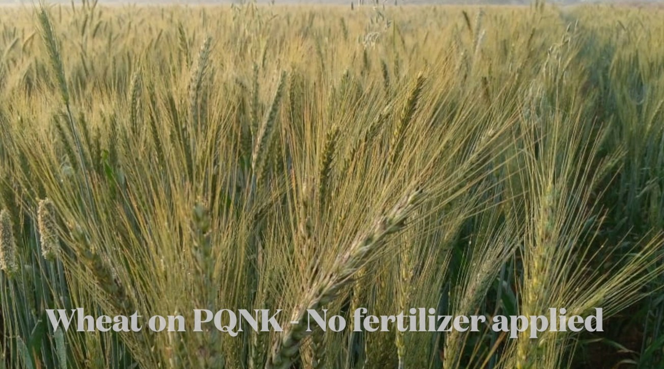 Photo: a field of ripe wheat with long awns, labelled Wheat on PQNK, no fertilizer applied.