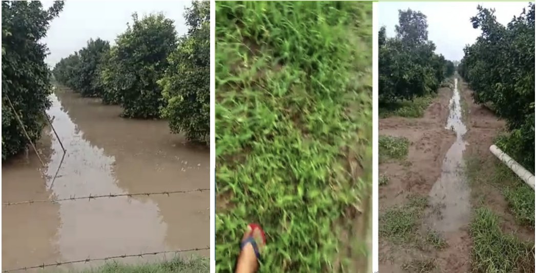 Three photos from Jaskaran Singh's orchard after 13 inches of rain in eight hours: the conventional land beside the orchard standing under water, and the PQNK beds, with the hardpan broken, having taken the water into the soil.