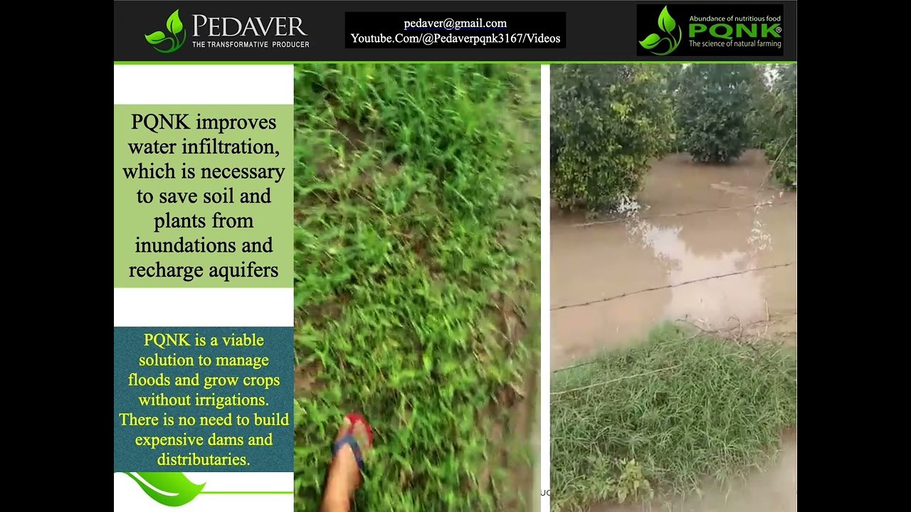 Pedaver slide with field photos of an orchard after heavy rain. Its text reads: PQNK improves water infiltration, which is necessary to save soil and plants from inundations and recharge aquifers. PQNK is a viable solution to manage floods and grow crops without irrigation. There is no need to build expensive dams and distributaries.
